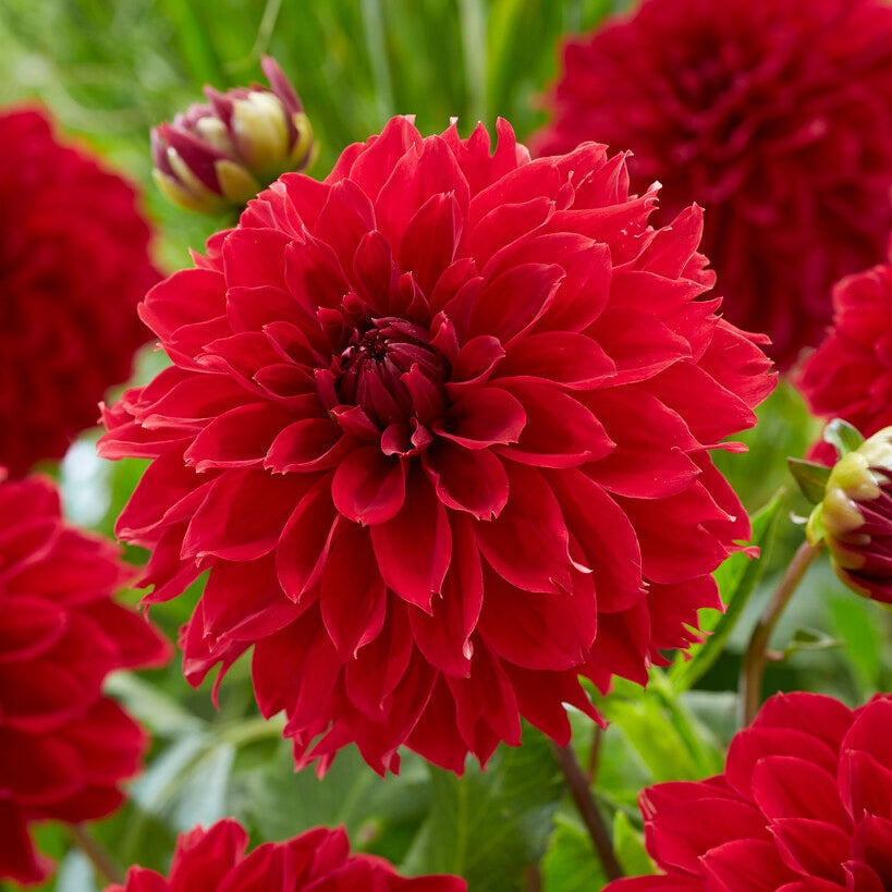 Dahlia Fubuki Red 1-pakke