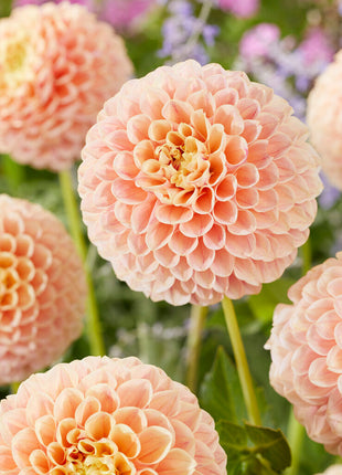 Dahlia Pompon Sweet Suzanne 1-pakning NYHET