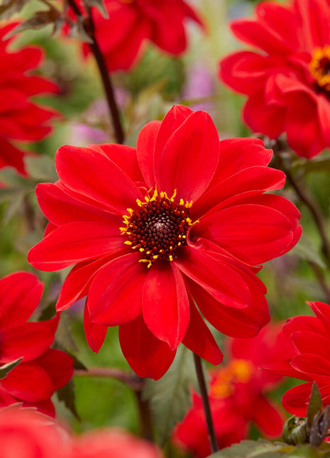 Dahlia Border Bishop of Llandaff 1-pakning