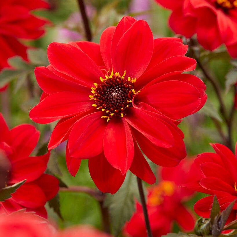 Dahlia Border Bishop of Llandaff 1-pakke