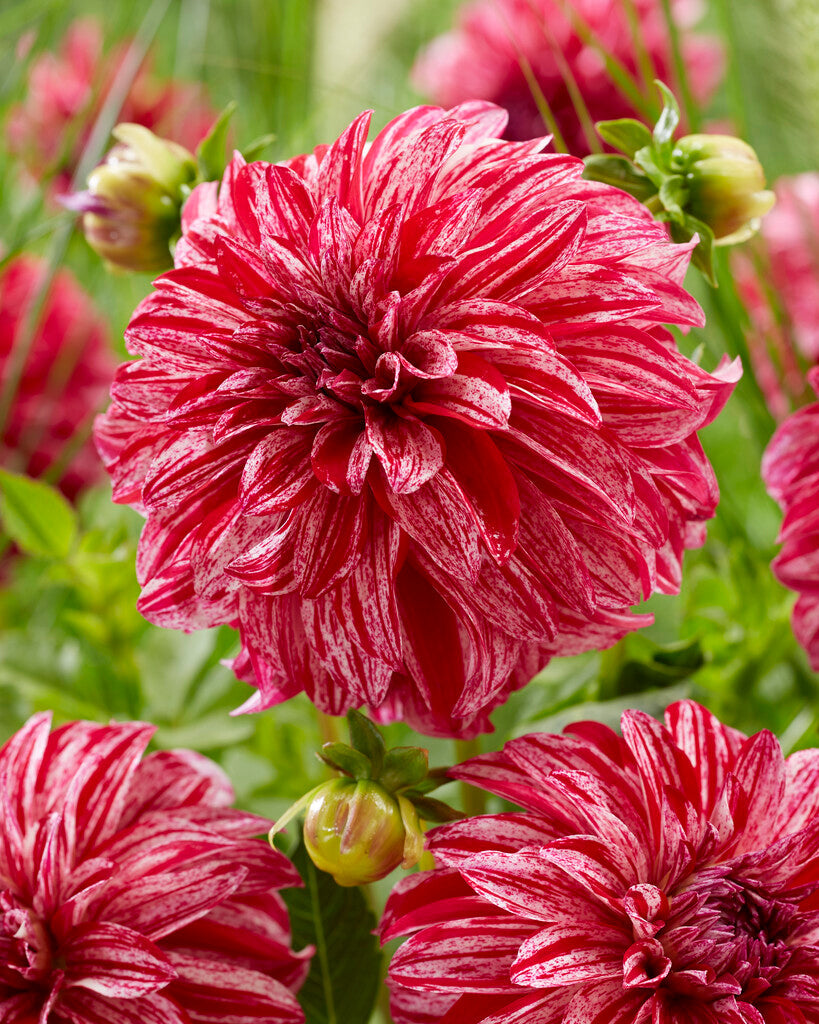 Dahlia Dekorativ Sturm Sweet Nicole 1-pack