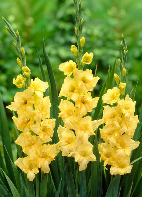 Gladiolus Nova Lux 10-pakning