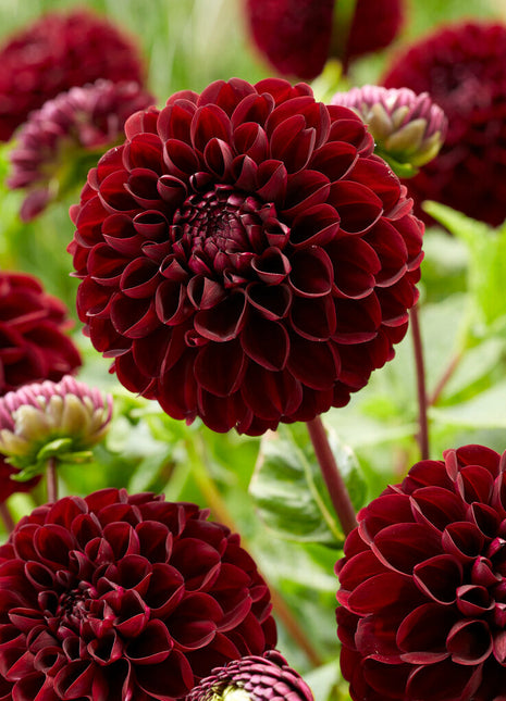 Dahlia Pompon Dark Spirit 1-pack