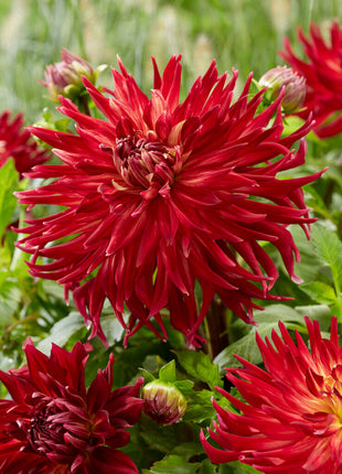 Dahlia Dekorativ Manhattan Island 1-pack