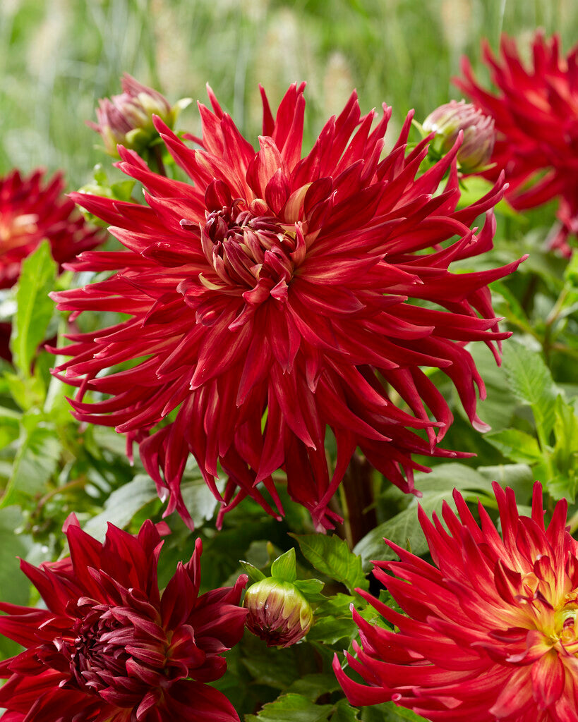 Dahlia Dekorativ Manhattan Island 1-pack