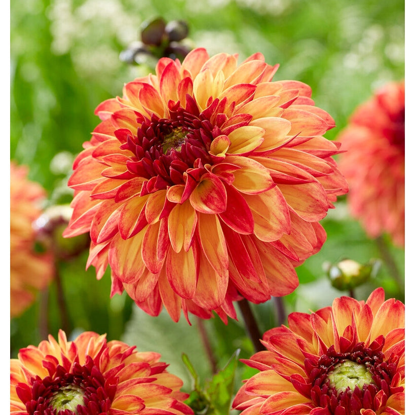 Dahlia Ding a Dong Dekorativ 1-pak NYHET