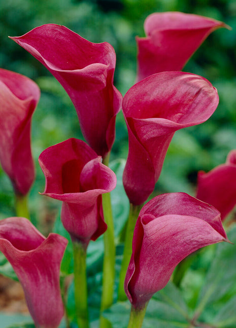 Zantedeschia Chianti 1-pakning