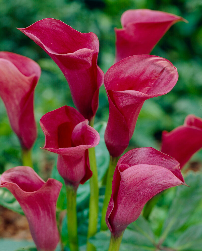 Zantedeschia Chianti 1-pakning
