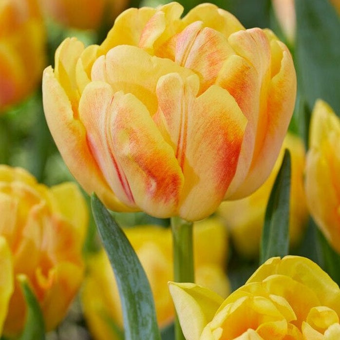 Tulipan Foxy Foxtrot 7-pakning