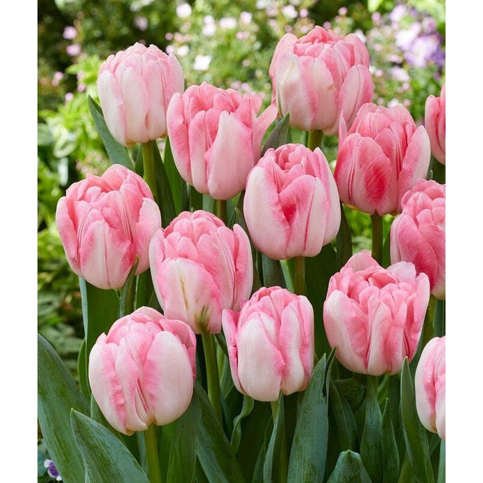 Tulipan Foxtrot 7-pakk