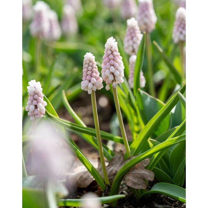 Perlehyasint-Muscari basalticum 'Pink Sunrise' 5-pakning