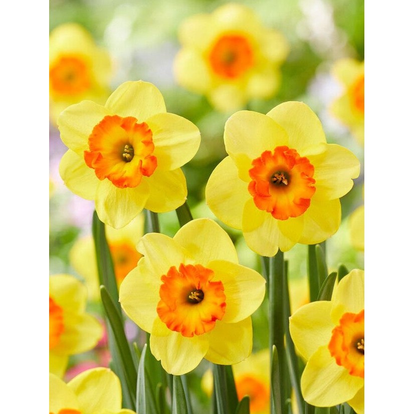 Narcissus Bantam 5-pakning