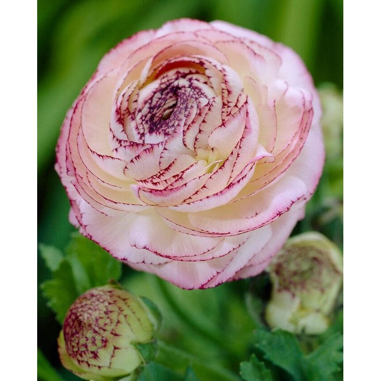 Bukettranunkel - Ranunculus asiaticus 'Picotee Rose' 10-pakning