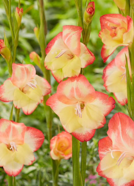 Gladiolus Nanus Las Vegas 10-pakning