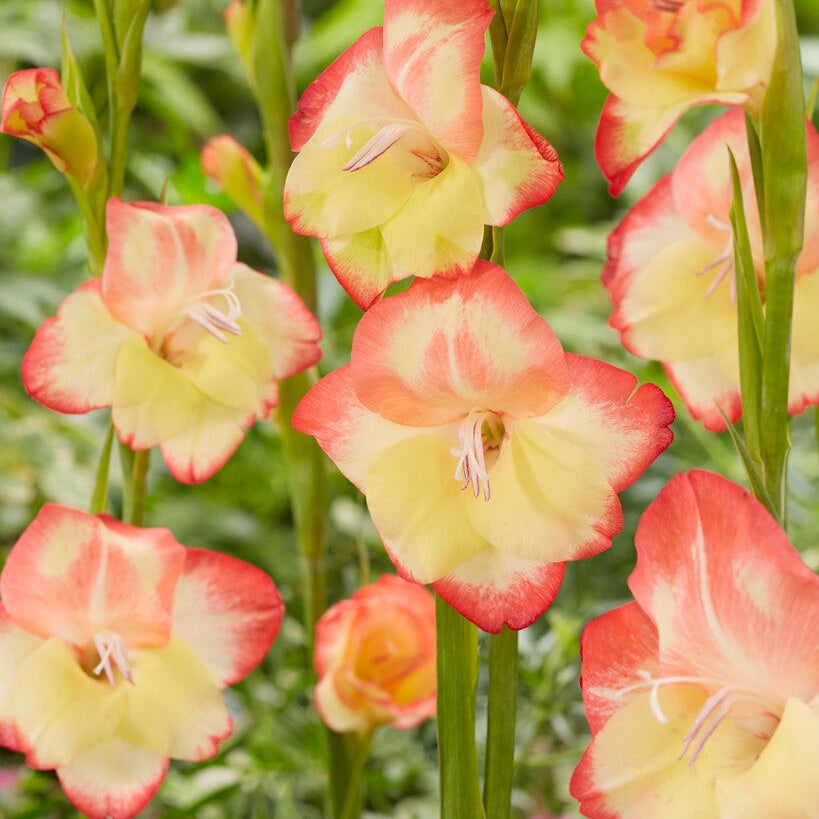 Gladiolus Nanus Las Vegas 10-pakning