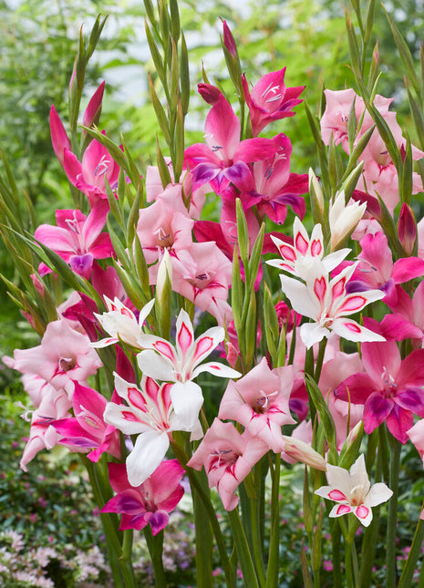 Gladiolus Nanus Mixed 10-pakning