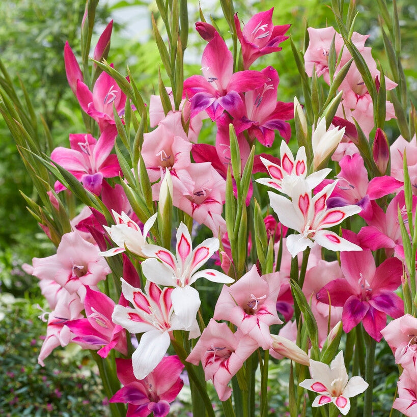 Gladiolus Nanus Mixed 10-pakning