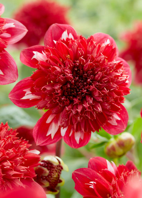 Dahlia Anemone Speech 1-pakning NYHET