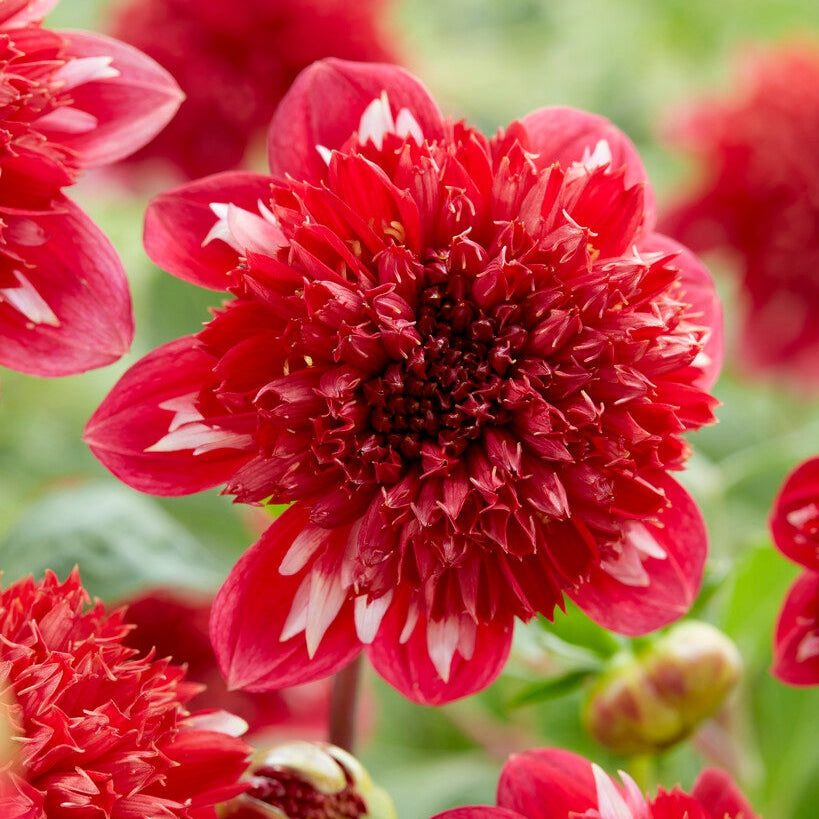 Dahlia Anemone Speech 1-pakke