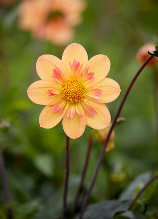 Dahlia Anemone Kelsey Annie Joy 1-pakning