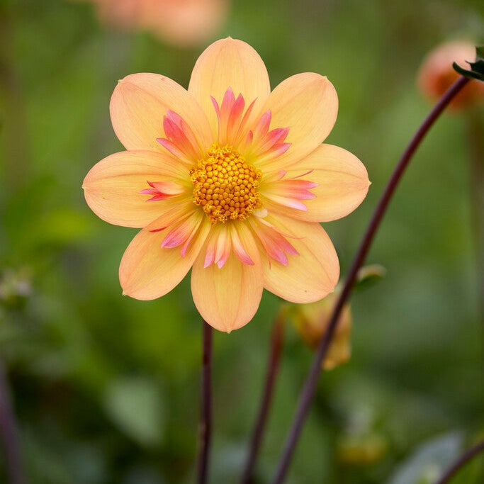 Dahlia Anemone Kelsey Annie Joy 1-pakning