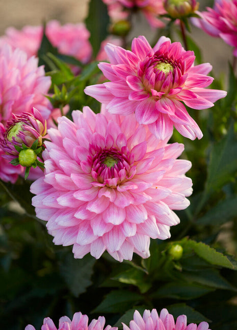 Dahlia Border Melody Lizza 1-pakning