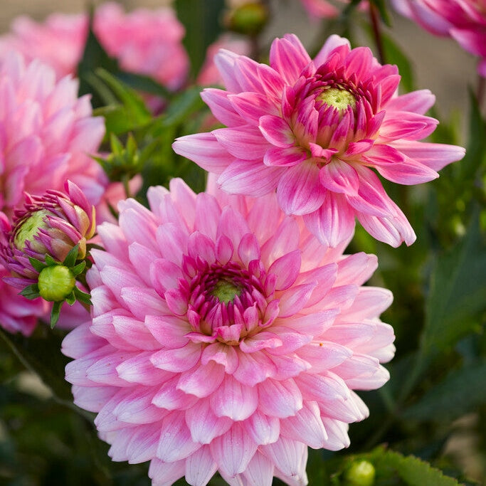 Dahlia Border Melody Lizza 1-pakke
