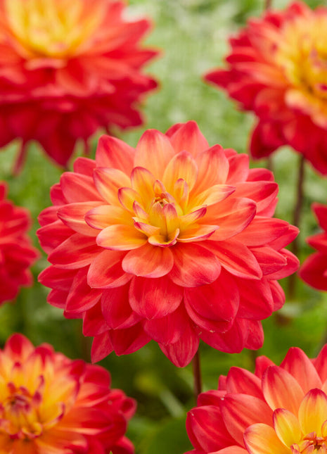 Dahlia Dekorativ Red Silence 1-pack