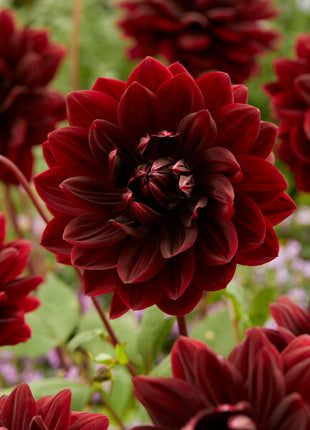 Dahlia Dekorativ Sam Hopkins 1-pack