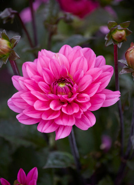 Dahlia Border Melody Fanfare 1-pakning