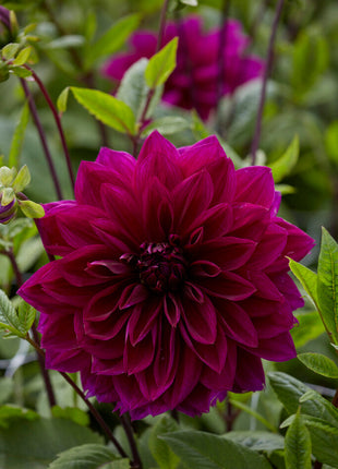 Dahlia Dekorativ Thomas A. Edison 1-pack