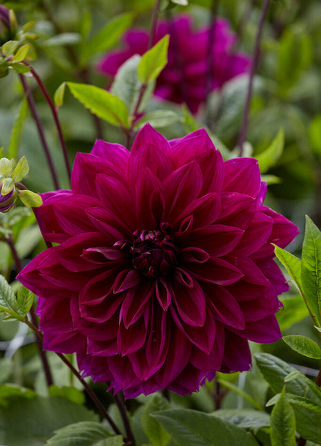 Dahlia Dekorativ Thomas A. Edison 1-pack