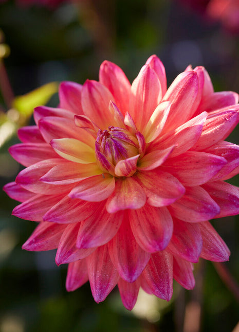 Dahlia Dekorativ Rainbow Silence 1-pack