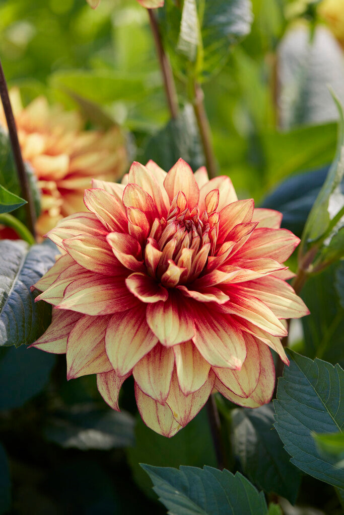 Dahlia Dekorativ Dazzling Magic 1-pack
