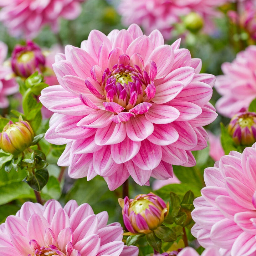Dahlia Anne Marie Dekorativ 1-pakning NYHET