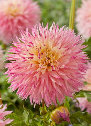 Dahlia Cactus Pinelands Princess 1-pakning