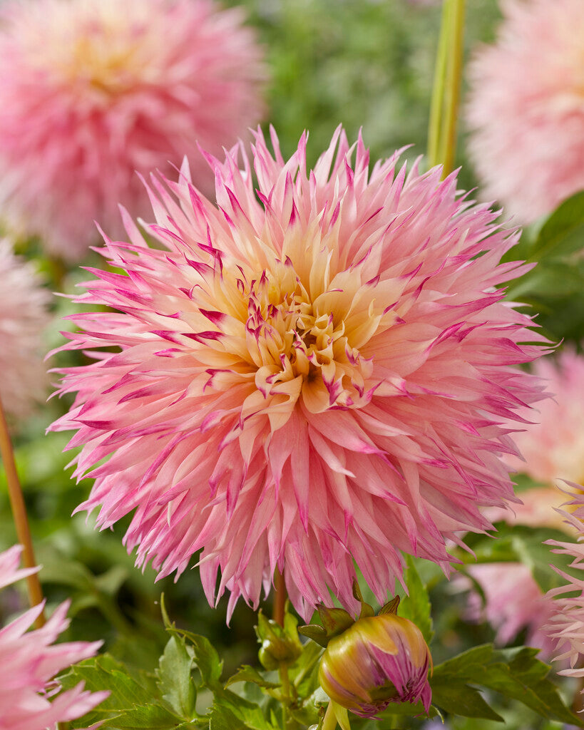 Dahlia Cactus Pinelands Princess 1-pakning