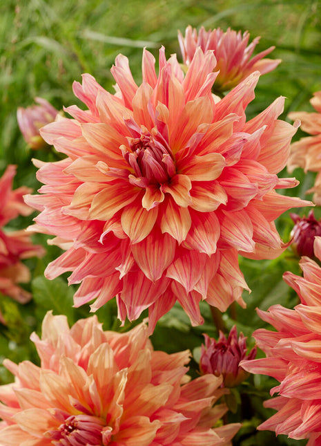 Dahlia Dekorativ Belle of Barmera 1-pack NYHET