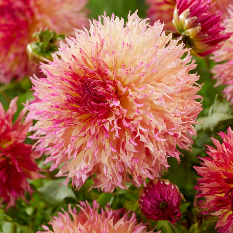 Dahlia Fubuki Myrtl Folly 1-pakning