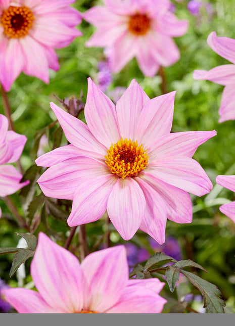 Dahlia Border Bishop of Leicester 1-pakning