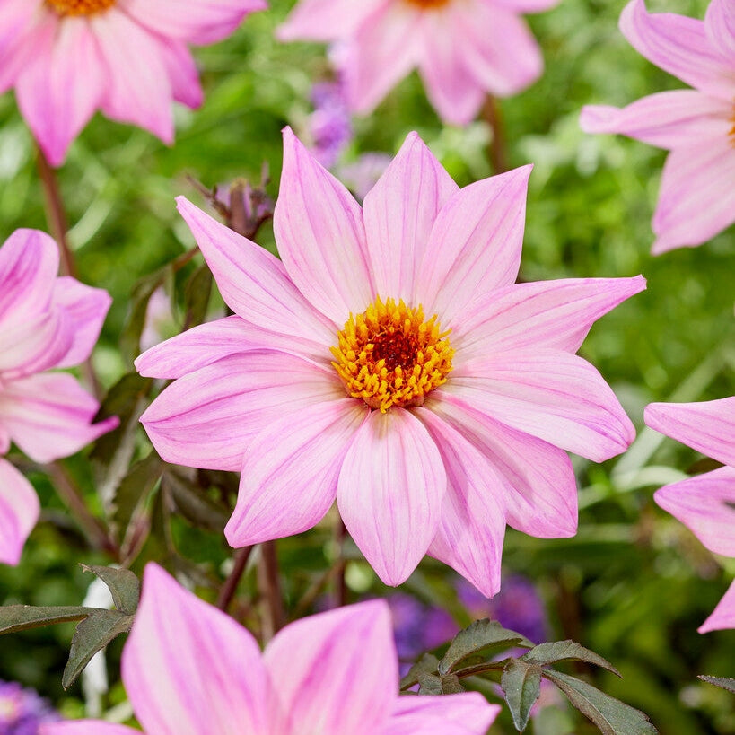 Dahlia Border Bishop of Leicester 1-pakke