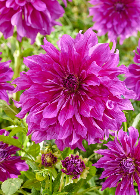 Dahlia Dekorativ Purple Taiheijo 1-pack