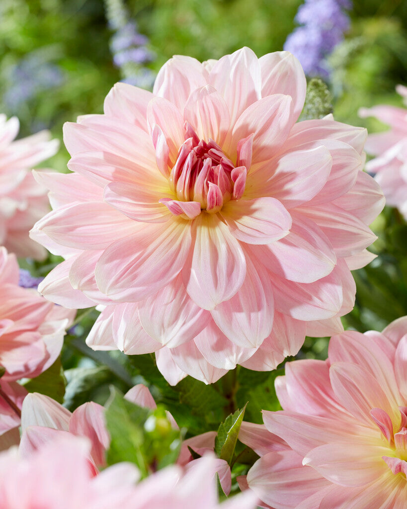 Dahlia Dekorativ Fairway Pilot 1-pakning NYHET