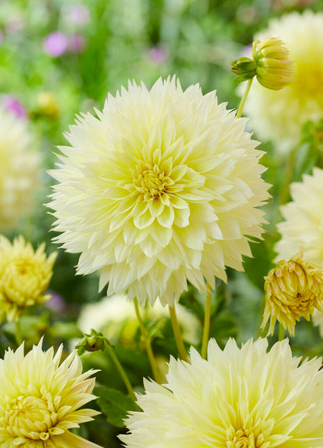 Dahlia Fubuki Canary 1-pakning