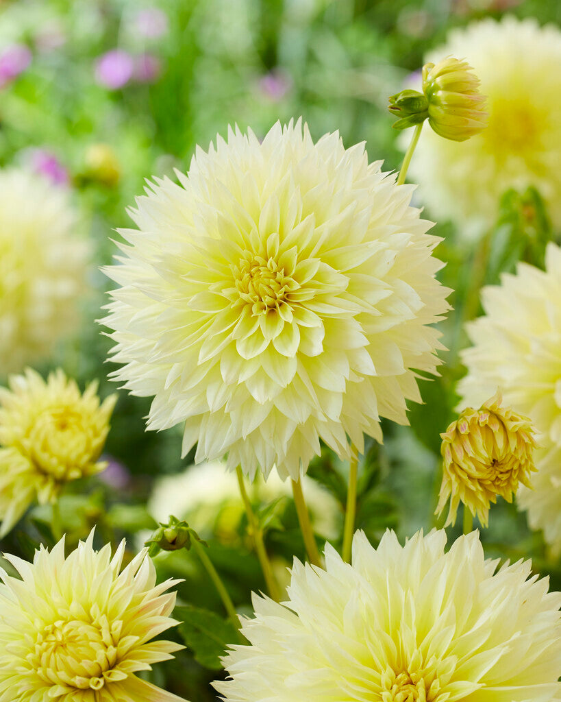 Dahlia Fubuki Canary 1-pakning
