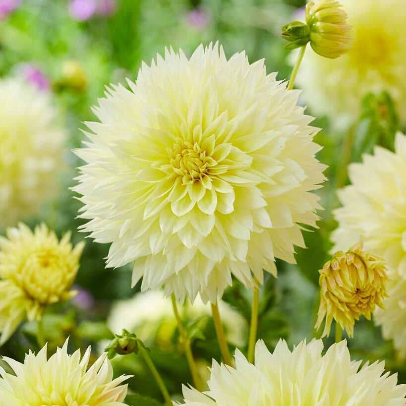 Dahlia Fubuki Canary 1-pakke