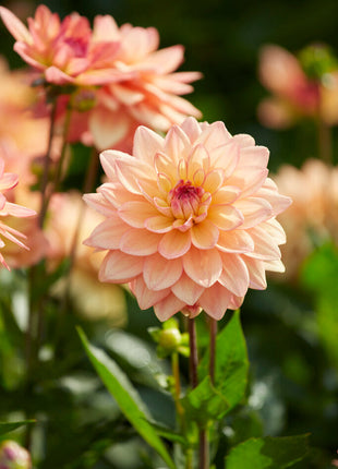 Dahlia Border Melody Dora 1-pakning