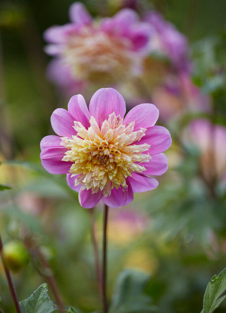 Dahlia Anemone Take Off 1-pakning