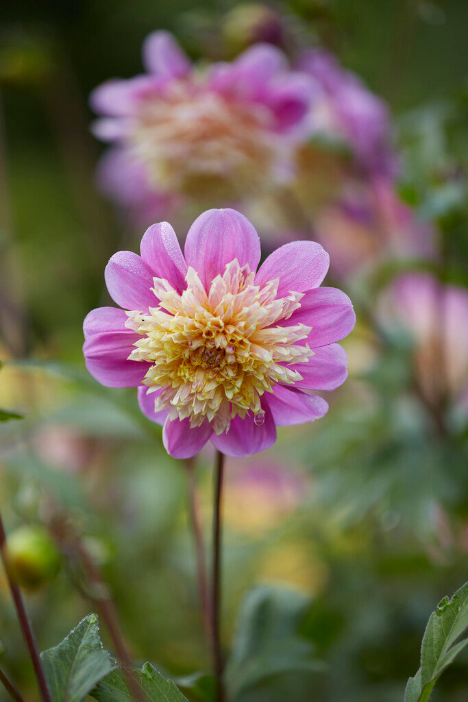 Dahlia Anemone Take Off 1-pakning