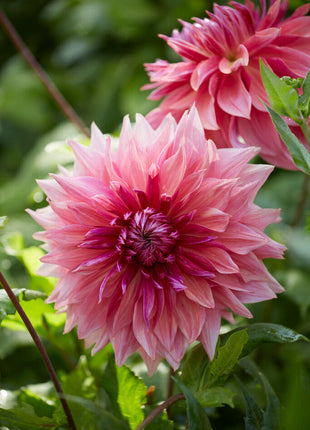 Dahlia Dekorativ Penhill Dark Monarch 1-pack